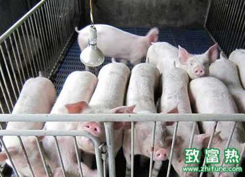 冬季生猪饲养的管理