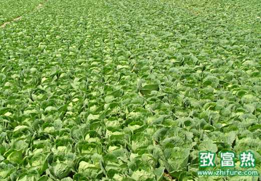 露地蔬菜冬季应该如何管理