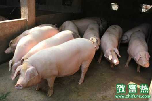 出栏肥猪的注意事项