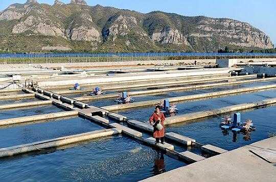 2017养鲟鱼赚钱吗?2017养鲟鱼前景及市场价格行情分析