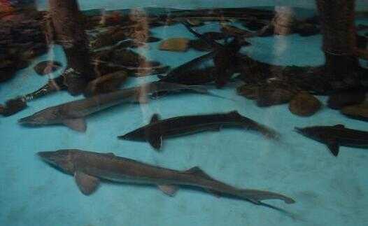 2017养鲟鱼赚钱吗?2017养鲟鱼前景及市场价格行情分析