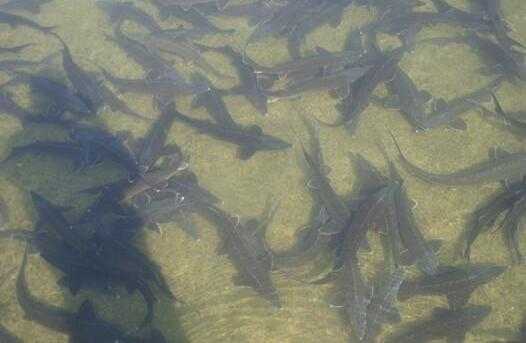 2017养鲟鱼赚钱吗?2017养鲟鱼前景及市场价格行情分析