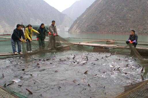 2017养鲟鱼赚钱吗?2017养鲟鱼前景及市场价格行情分析