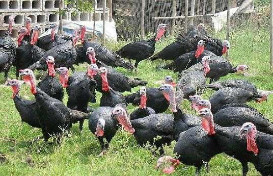 2017养火鸡赚钱吗?2017养火鸡前景及市场价格行情分析