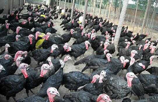 2017养火鸡赚钱吗?2017养火鸡前景及市场价格行情分析