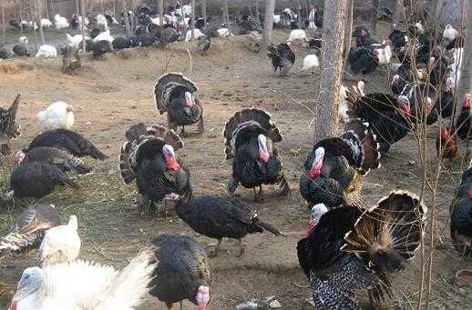 2017养火鸡赚钱吗?2017养火鸡前景及市场价格行情分析