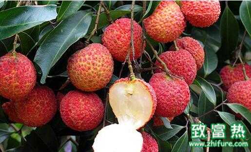 2017种荔枝赚钱吗？2017种荔枝前景及市场价格行情分析