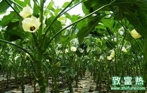 蔬菜中的瑰宝“黄秋葵”