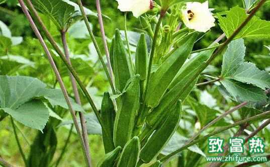 什么是黄秋葵 黄秋葵的神奇功效