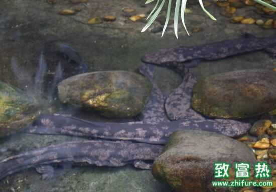 娃娃鱼能吃吗?有毒吗?