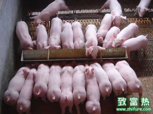 冬季猪五号病的防控