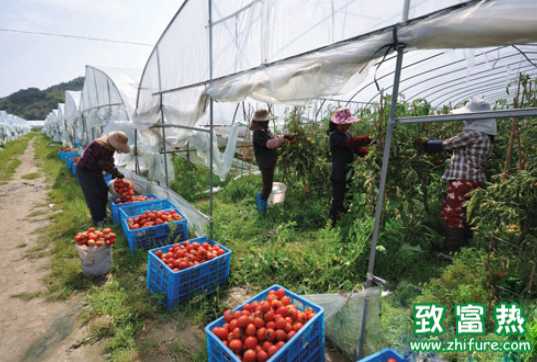 温室番茄滴灌设备选用