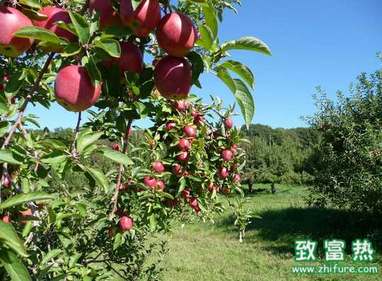 苹果园土肥如何管理