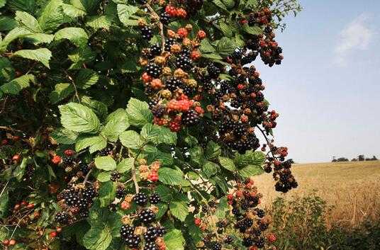 2017种植黑莓赚钱吗?