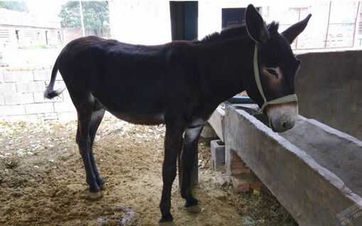 2017养肉驴赚钱吗?