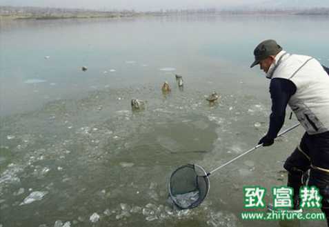 鱼类冬季的安全措施