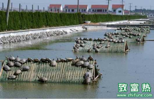 如何预防冬季甲鱼死亡