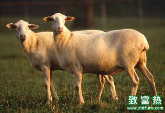 2016下半年养羊怎么样?