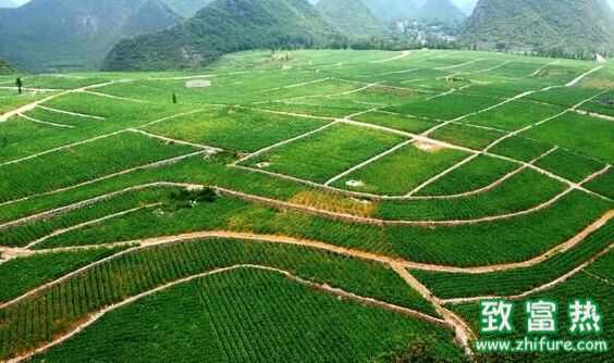 这5个农村创业好项目你了解吗?