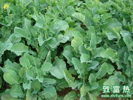 种植油菜得了菜螟怎么办?