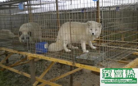 养30只狐狸能赚多少钱？养狐狸的成本和利润 