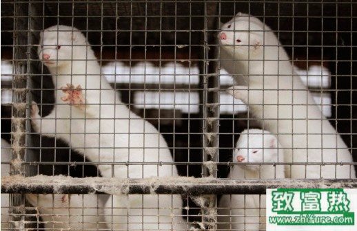 养100只水貂需要多少成本？养水貂的成本和利润 