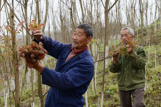 2017种香椿赚钱吗?