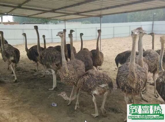 养100只鸵鸟的利润是多少？养鸵鸟的成本和利润 