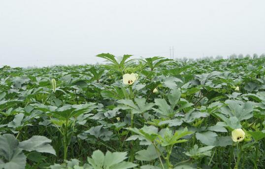 2017种黄秋葵赚钱吗?