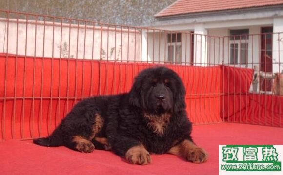 养一只藏獒的利润是多少？养藏獒的成本和利润 