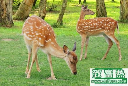 养30头鹿的利润是多少?养鹿的成本和利润