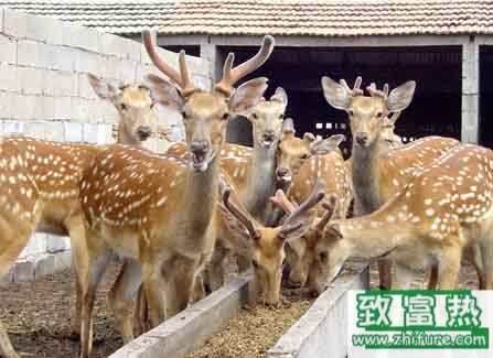 养30头鹿的利润是多少？养鹿的成本和利润 