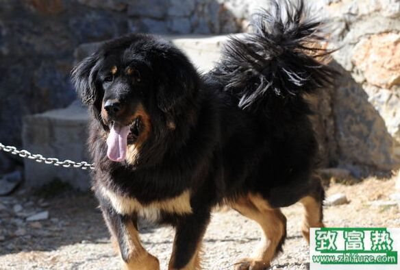 养一只藏獒的利润是多少?养藏獒的成本和利润