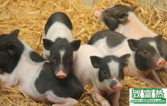 养100头香猪能赚多少钱？养香猪的成本和利润 