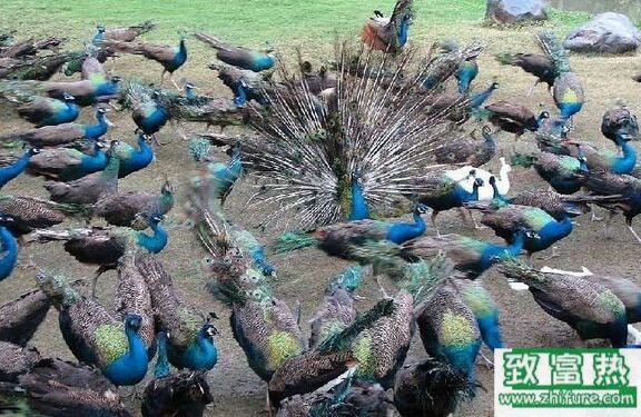 养100只孔雀能赚多少钱？养孔雀的成本和利润 