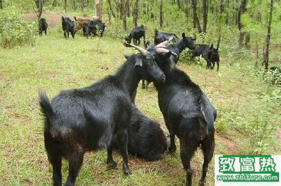 养100只山羊能赚多少钱？养山羊的成本和利润 