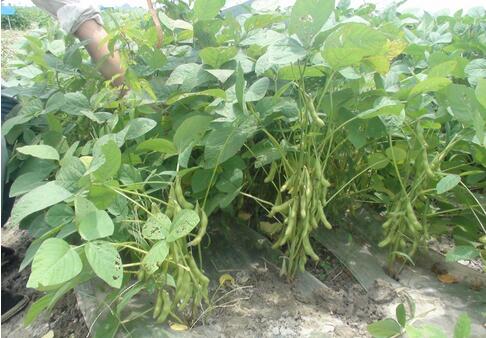 2017种毛豆赚钱吗?