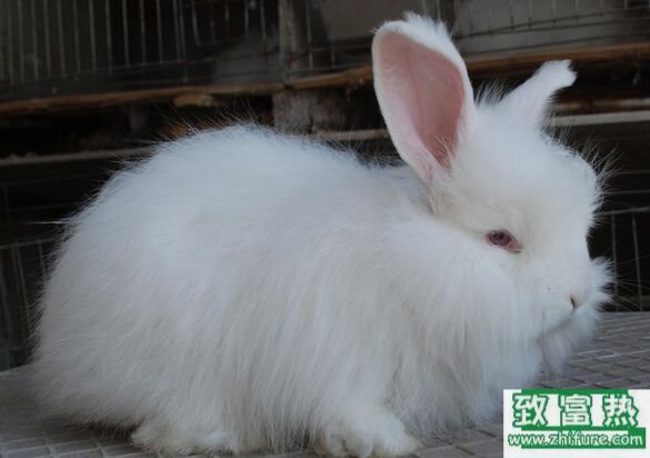 养100只长毛兔能赚多少钱?养长毛兔的成本和利润