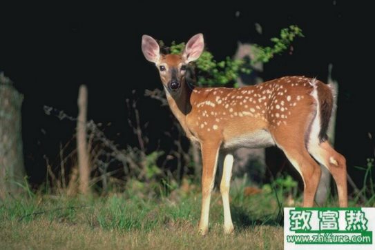 鹿的常见传染病防治