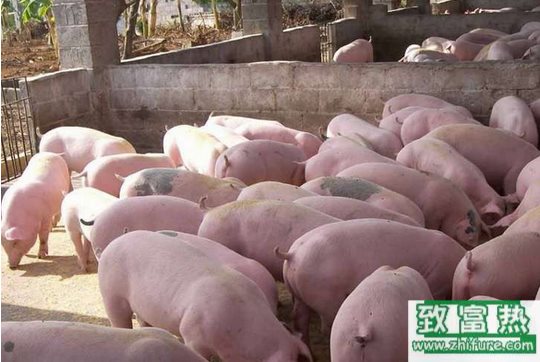 冬季养猪御寒的方法