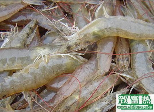 2017年南美白对虾养殖的规划