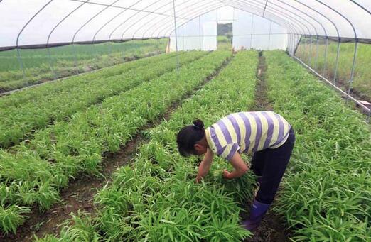 2017种空心菜赚钱吗?