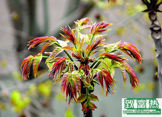 快速种植香椿技术