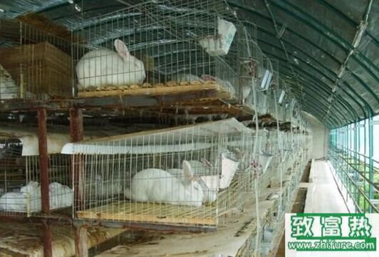 2017养肉兔赚钱吗？2017肉兔养殖前景及市场价格行情分析