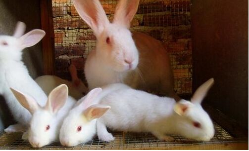 2017养肉兔赚钱吗?2017肉兔养殖前景及市场价格行情分析