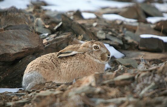 2017养野兔赚钱吗?2017野兔养殖前景及市场价格行情分析