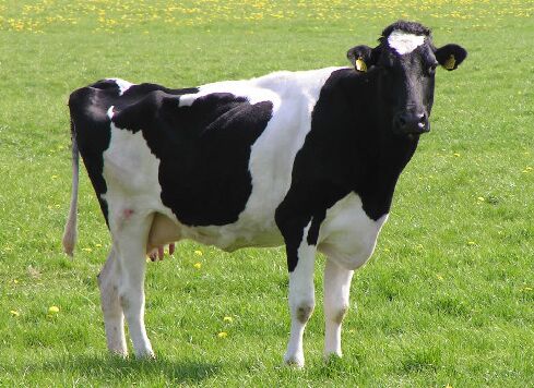 2017养奶牛赚钱吗?