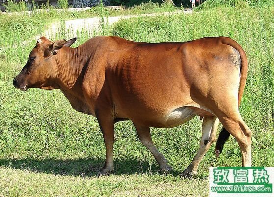 2017养肉牛赚钱吗？2017养肉牛前景及市场价格行情分析