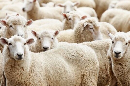 2017养绵羊赚钱吗?2017绵羊养殖前景及市场价格行情分析