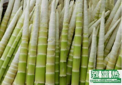 2017种竹笋赚钱吗?2017种竹笋前景及市场价格行情分析